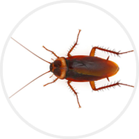 濮陽(yáng)滅蟑螂